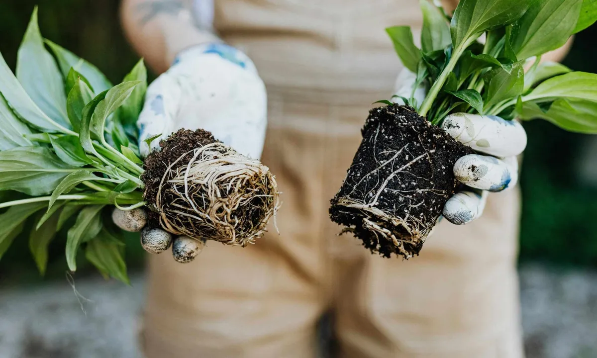 Bananenschillen als meststof: een duurzame optie