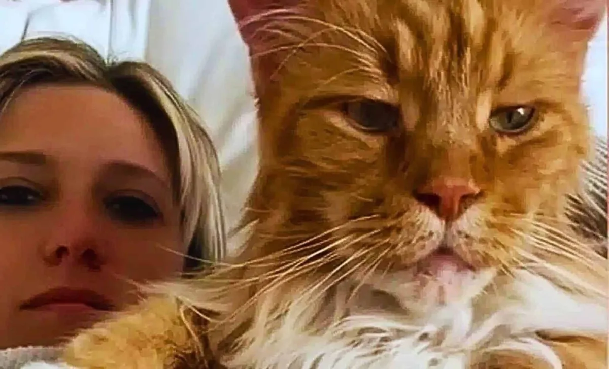 Finn, de Maine Coon — het fenomeen van San Carlos