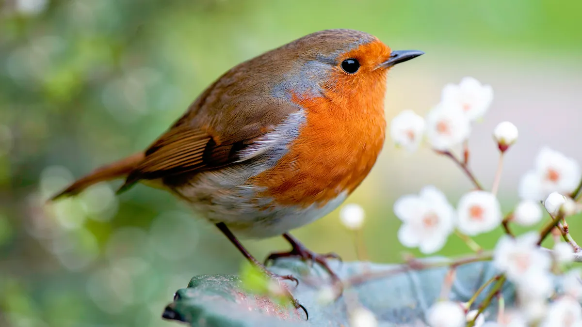Waarom je deze winter rozijnen aan robins (roodborstjes) moet voeren
